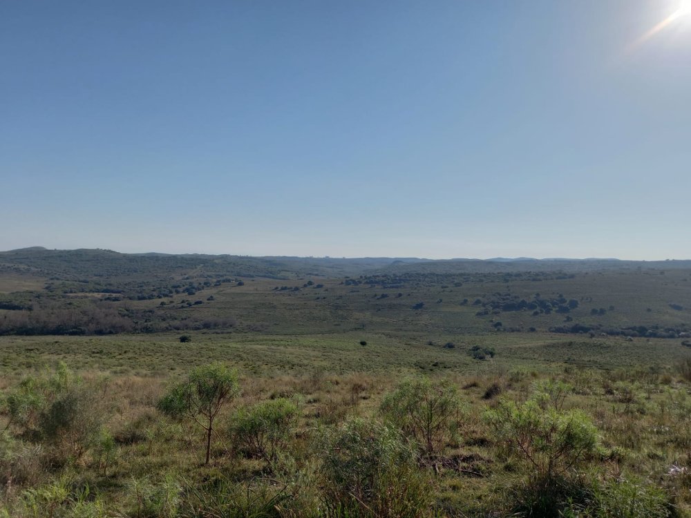 Fazenda - Venda - Torrinhas - Pinheiro Machado - RS